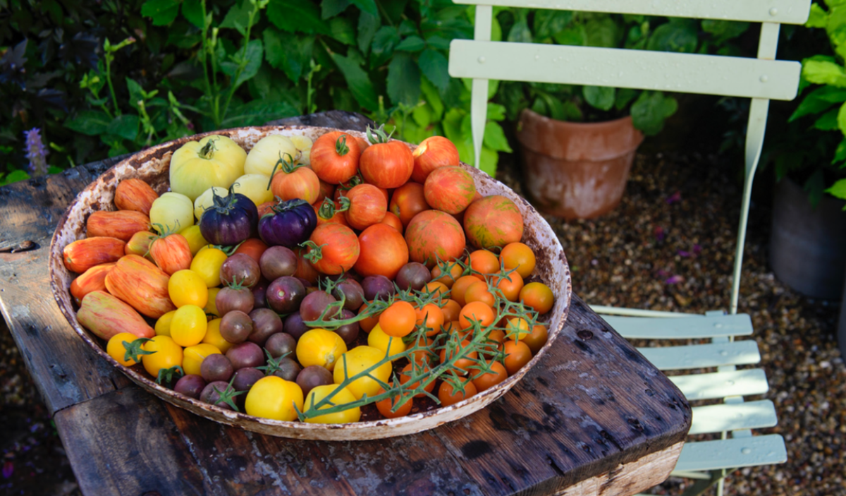 gnist Sanders Tropisk Tomater i drivhus og krukker | Claus Dalby