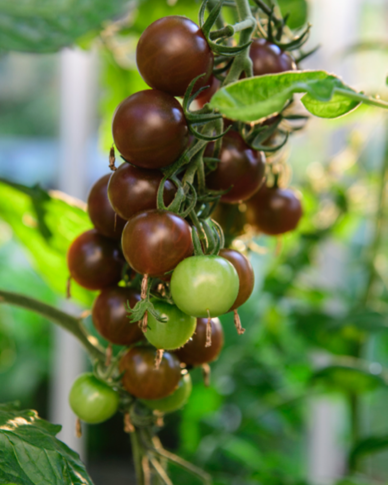 Tag væk inaktive Afhængig Tomater i drivhus og krukker | Claus Dalby